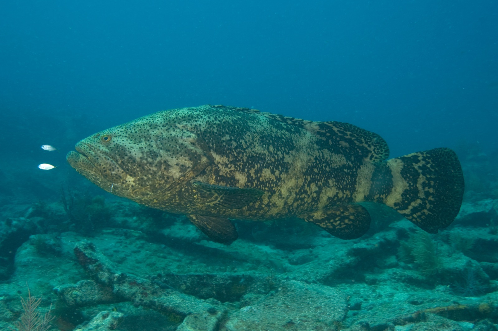 Goliath grouper aggregation over a wreck off Jupiter, Florida