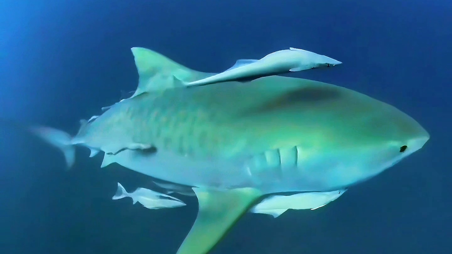 A tiger shark gliding through blue water off Jupiter, Florida