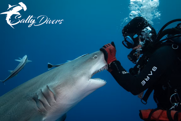 a scuba diver touching a shark, shark diving in jupiter florida