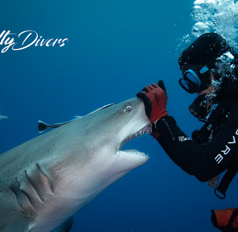 a scuba diver touching a shark, shark diving in jupiter florida